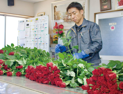 【赤バラの出荷ピーク】クリスマスは赤バラが人気