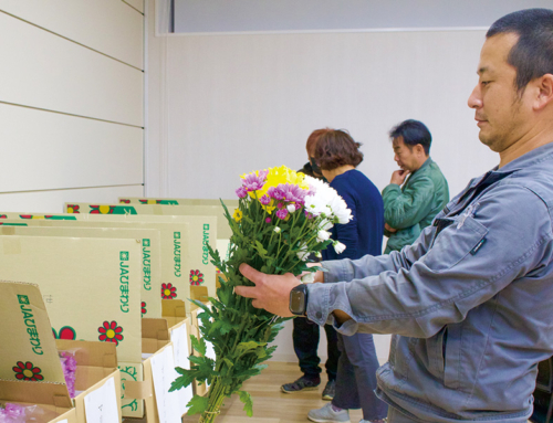 【スプレーマム部会が目ぞろえ会】開花に注意し収穫時期の見極めを