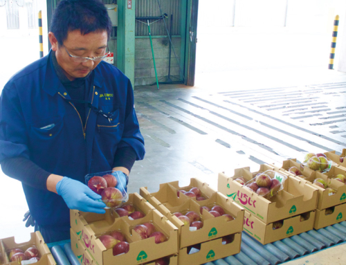 【ハウスイチジクの出荷本格化】色味も良く、味もおいしい