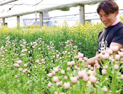 【スプレーマム盆向け出荷最盛期】仏花や自宅用として飾ってほしい