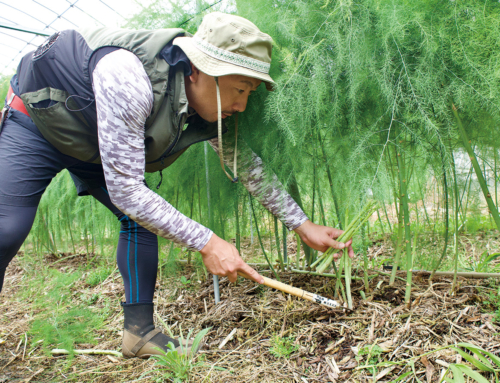 【夏芽アスパラガスが旬を迎える】豊川市は愛知県内トップクラスの主要産地