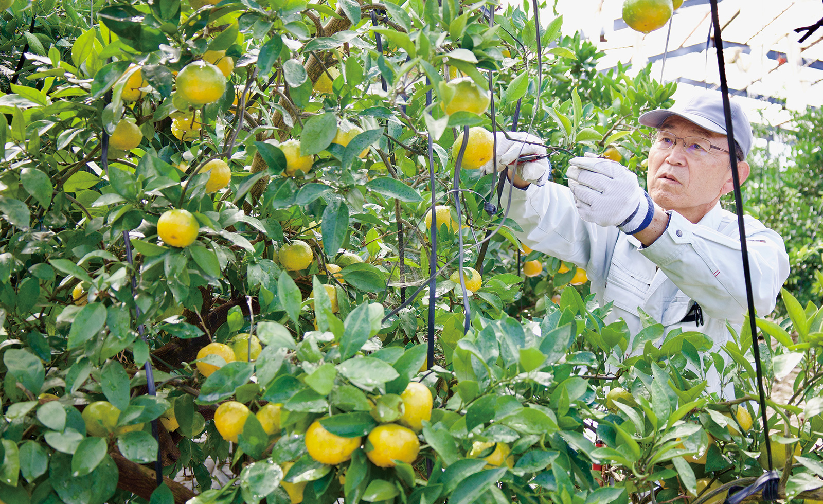 出荷者組織協議会所属 　鈴木 得正さん　