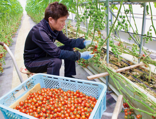 【「ハニーレット®」の本格的な出荷シーズンが始まる】甘味と酸味のバランスの良さと鮮やかな赤が特徴