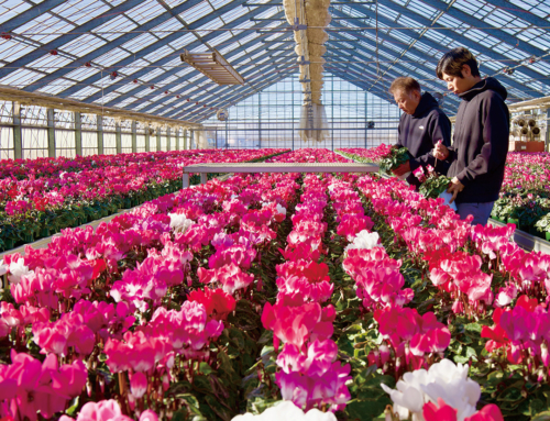 【シクラメンの出荷最盛期】クリスマスや年末年始の贈答として人気