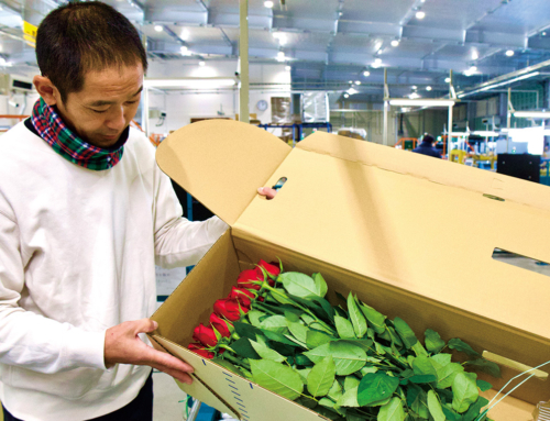 【赤バラの出荷最盛期】クリスマスは赤いバラが人気