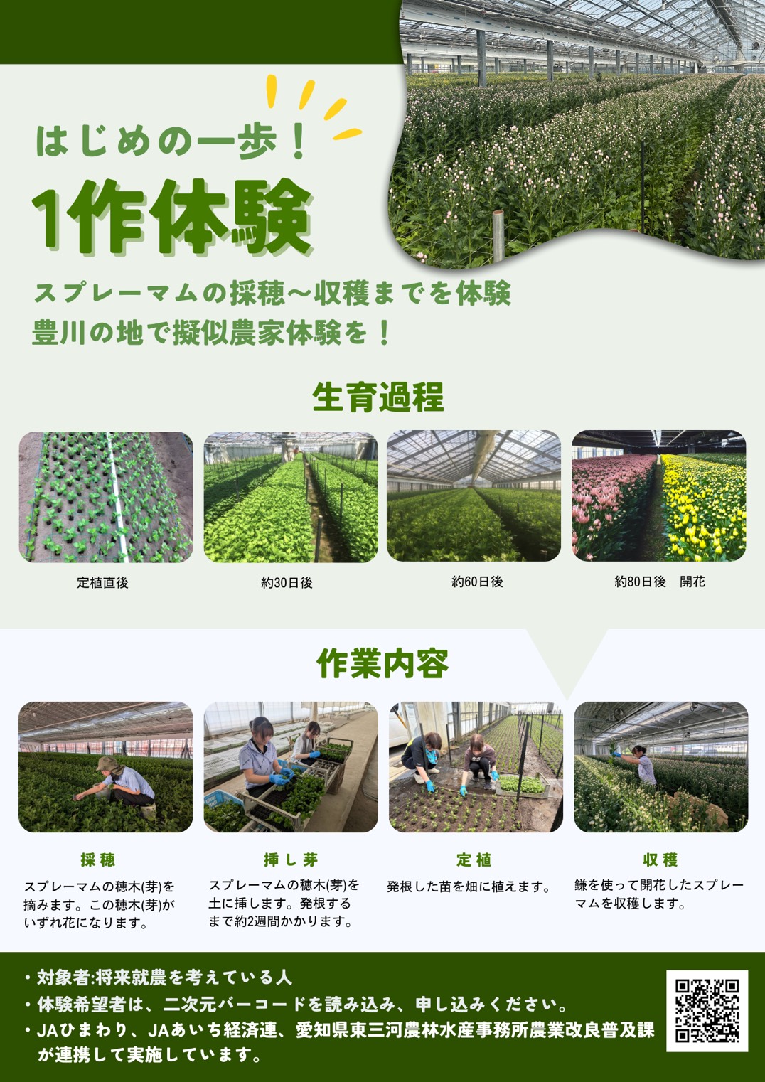 スプレーマム農業体験