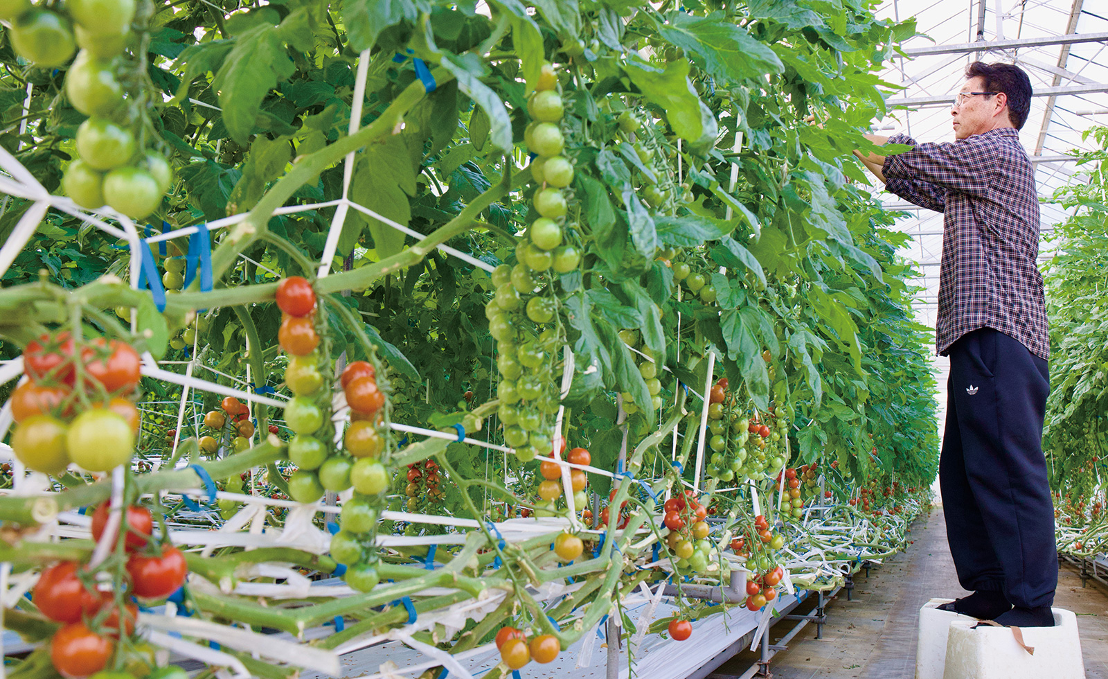 202603nou1 いちご部会所属 山口 猛さん