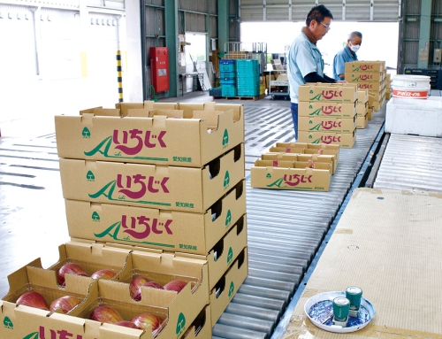 【ハウスイチジクの出荷本格化】色味も良く、味もおいしい